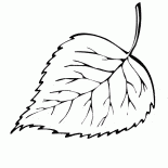 Liść brzozy spadki