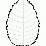 Brzoza liści