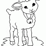 Owce z dzwonkiem