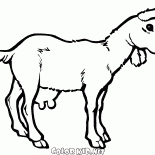 Młode kozy na spacerze