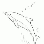 Delfin