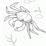 Morze Crab