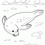 Seal relaks