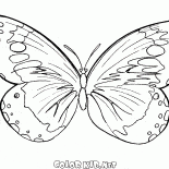 Motyl leci w powietrzu