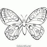 Motyl w locie