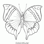 Wiosna Butterfly