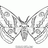 Motyl w upadku