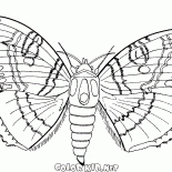 Motyl i lato