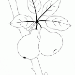 Słodkie owoce na drzewie