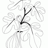 Figi