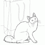 Kot Angora