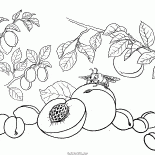 Brzoskwinia, morela, śliwka