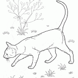 Orientalny krótkowłosy