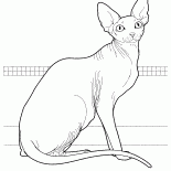 Canadian Sphynx