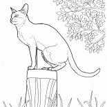 Kot singapurski