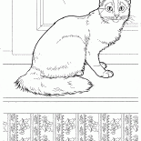 Somali cat