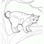 Japoński Bobtail