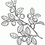 Jagody