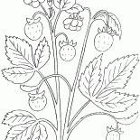 Truskawka
