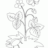 Dzika truskawka