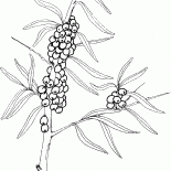 Rokitnik zwyczajny