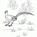 Bażant