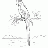 Ary