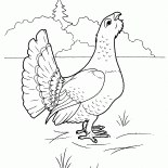 Głuszec