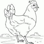 Kurczak