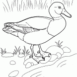 Kaczka