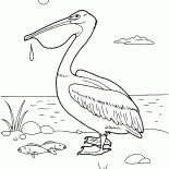 Pelikan