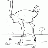 Struś