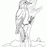 Dzięcioł