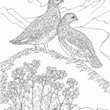 Kuropatwa