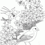 Owsianka
