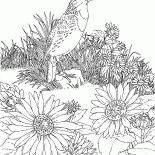 Skylark na polowanie