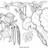 Sałata, groch i fasola