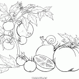 Pomidor