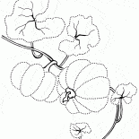 Początkowy wzrost dyni