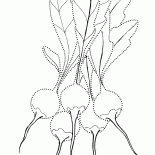 Rzodkiewki