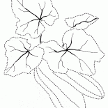 Cukinia
