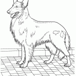 Kollia