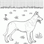 Owczarek niemiecki