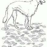 Rosyjsko-borzoj