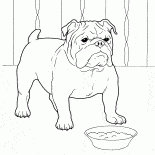 Buldog francuski