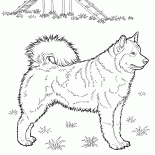 Ochrypły