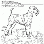 Airedale terrier