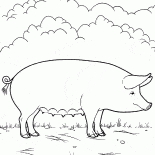 Pig on the Farm