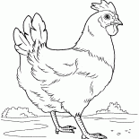 Hen na łące