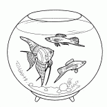 Ryby akwariowe